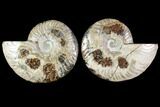 Sliced Ammonite Fossil - Agatized #114862-1